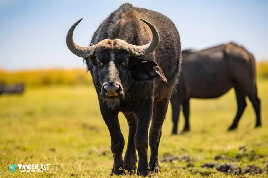 Chobe National Park Safari guide