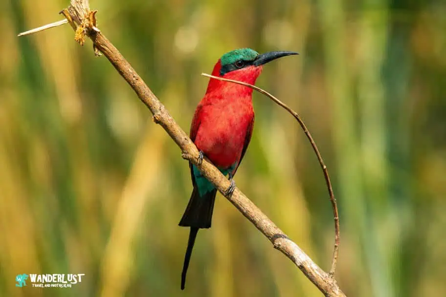Chobe National Park Safari guide