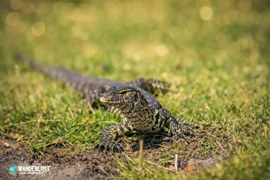 Chobe National Park Safari guide