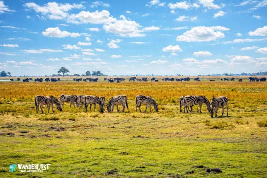Chobe National Park Safari guide