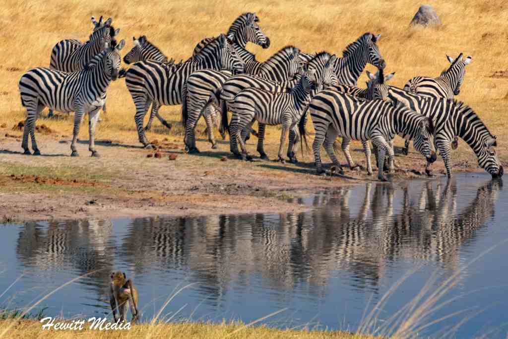 Hwange National Park Safari Zebra