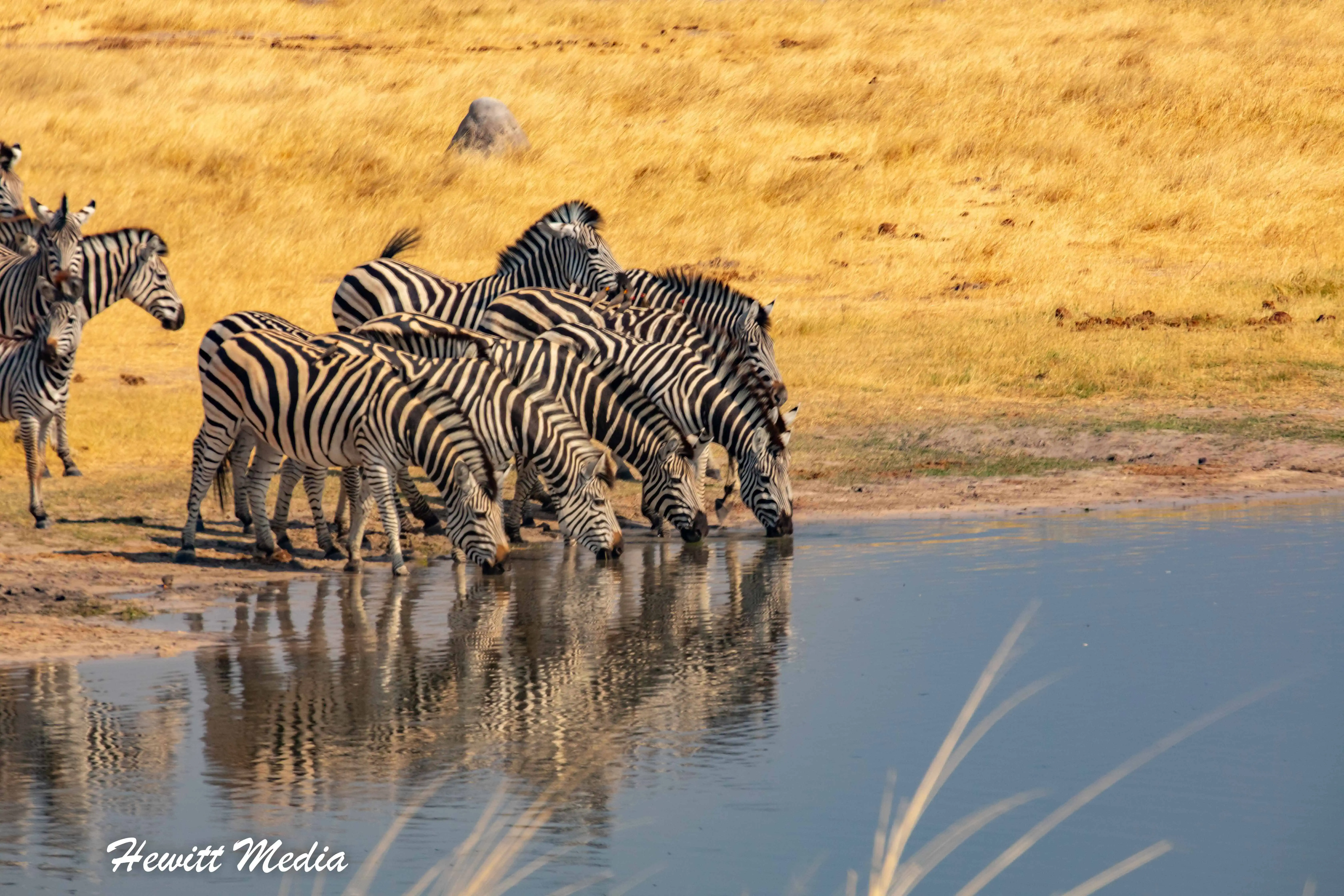 Instagram Travel Photo Hwange Elephant