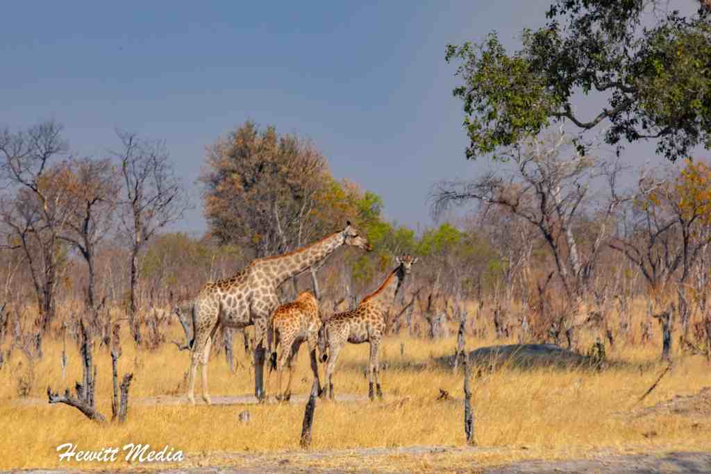 Hwange National Park Safari Giraffe
