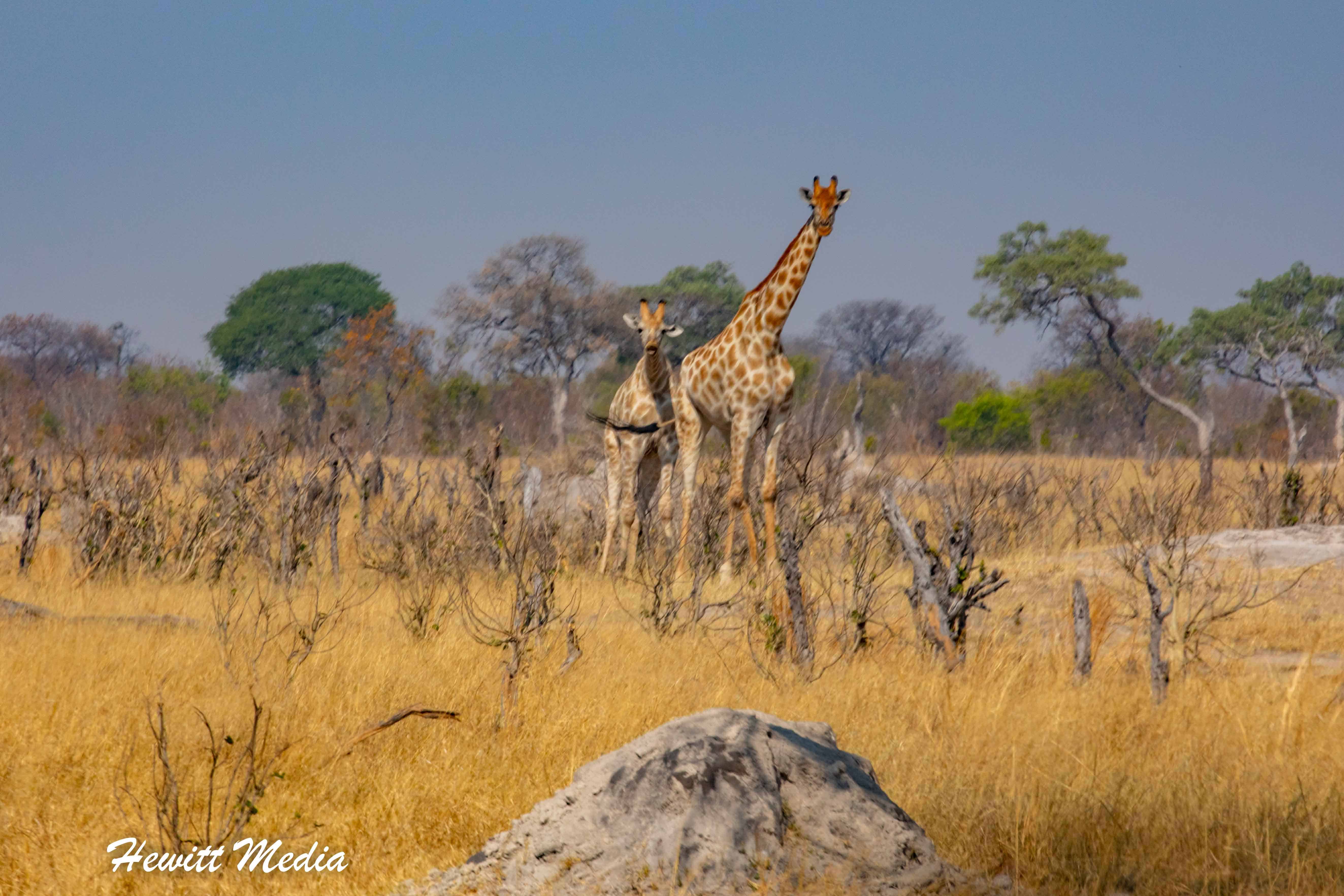Top National Parks in the World - Hwange National Park Zimbabwe