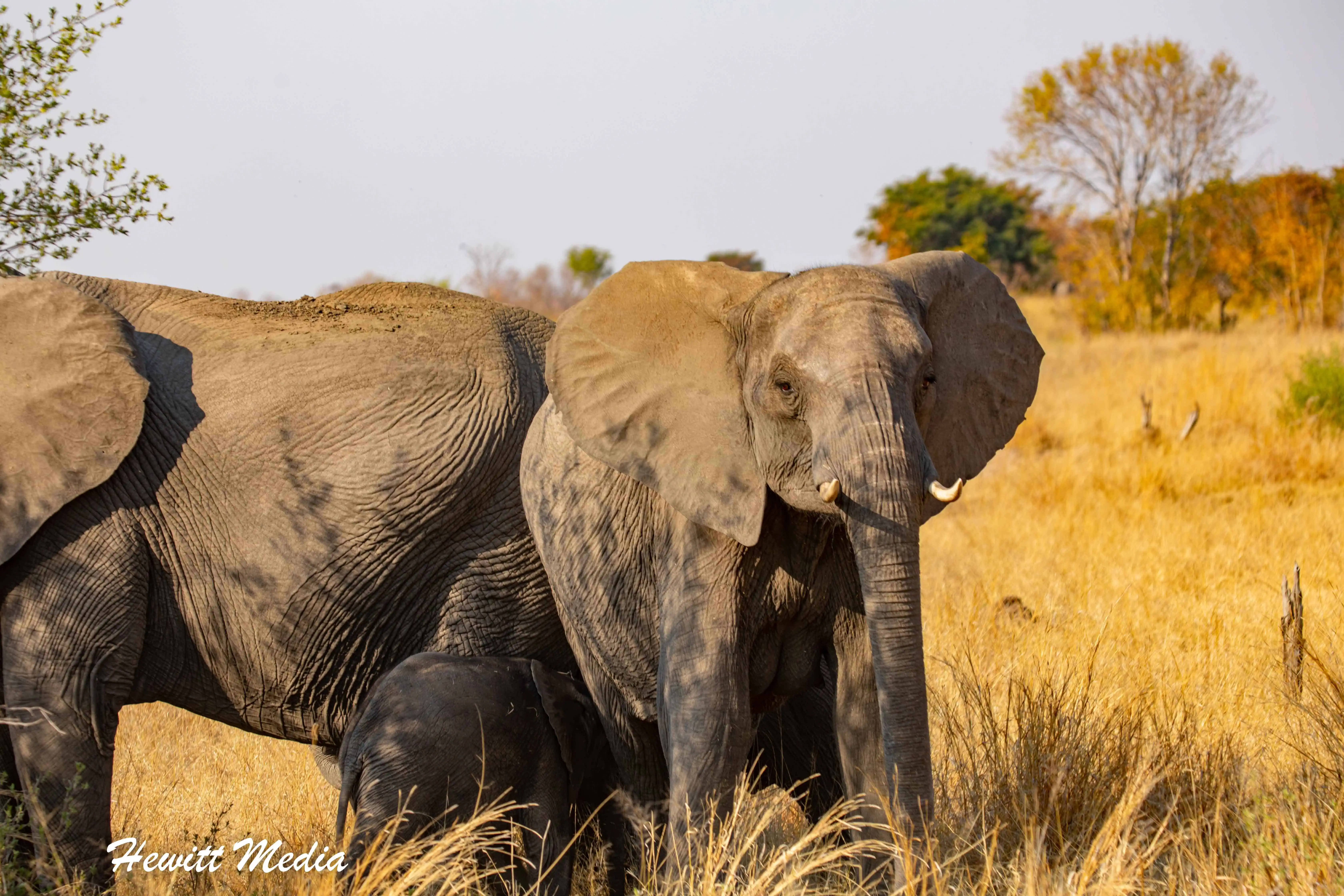 The Definitive Hwange National Park Safari Guide