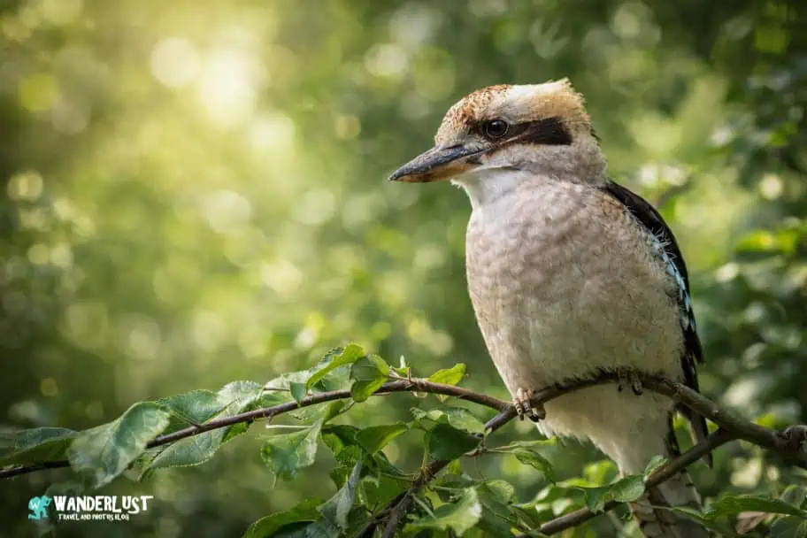 Kuranda Rainforest guide