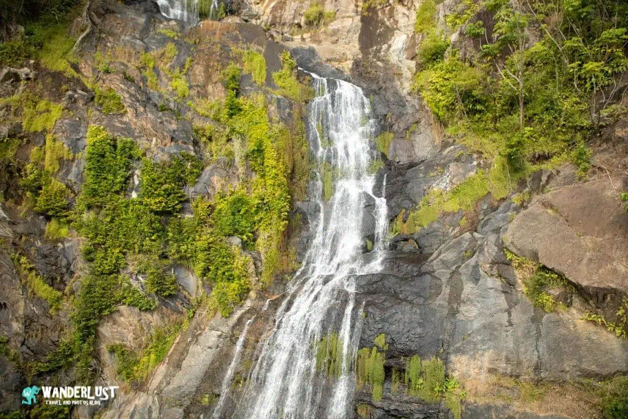 Kuranda Rainforest guide