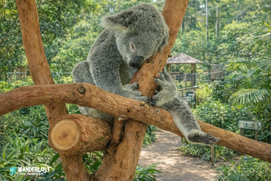 Kuranda Koala Gardens Kuranda Koala Gardens