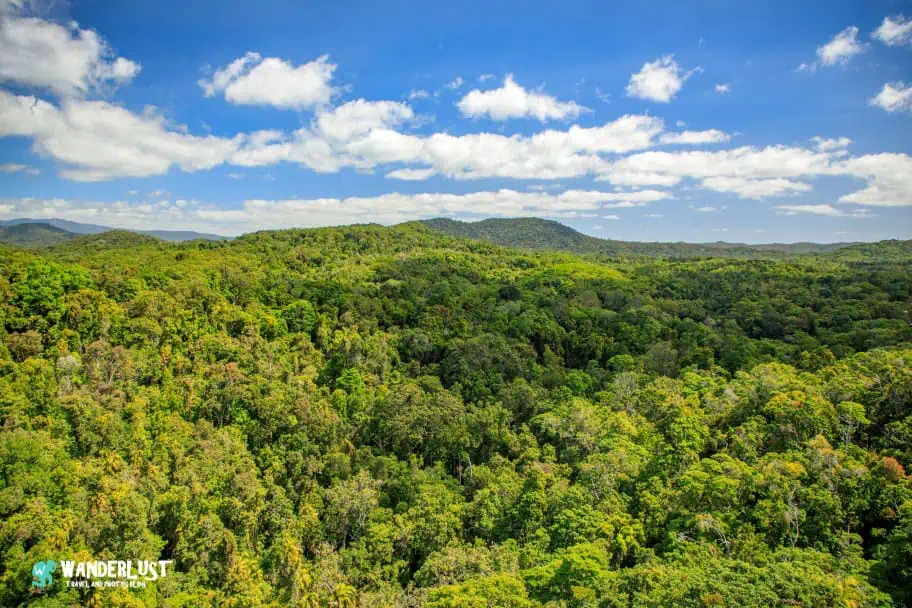 Kuranda Rainforest guide
