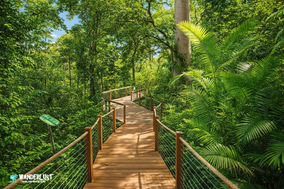 Kuranda Rainforest guide