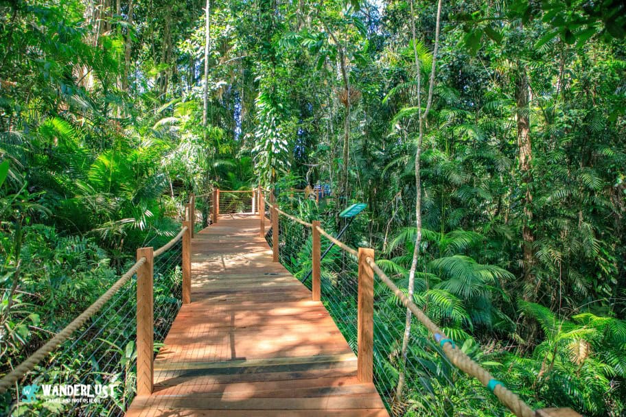 Kuranda Rainforest guide