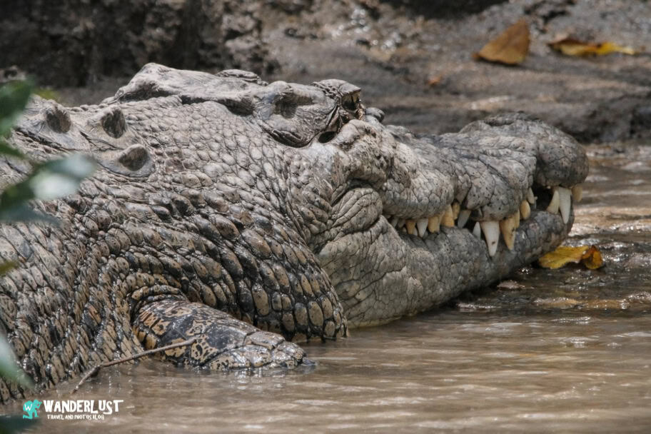 Rainforestation Nature Park Rainforestation Nature Park