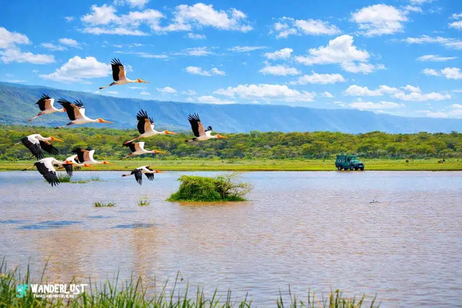 Lake Manyara Safari Tanzania