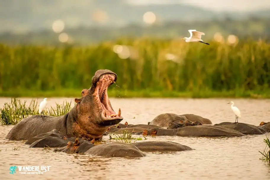 Complete Guide to Lake Manyara Safari in Tanzania