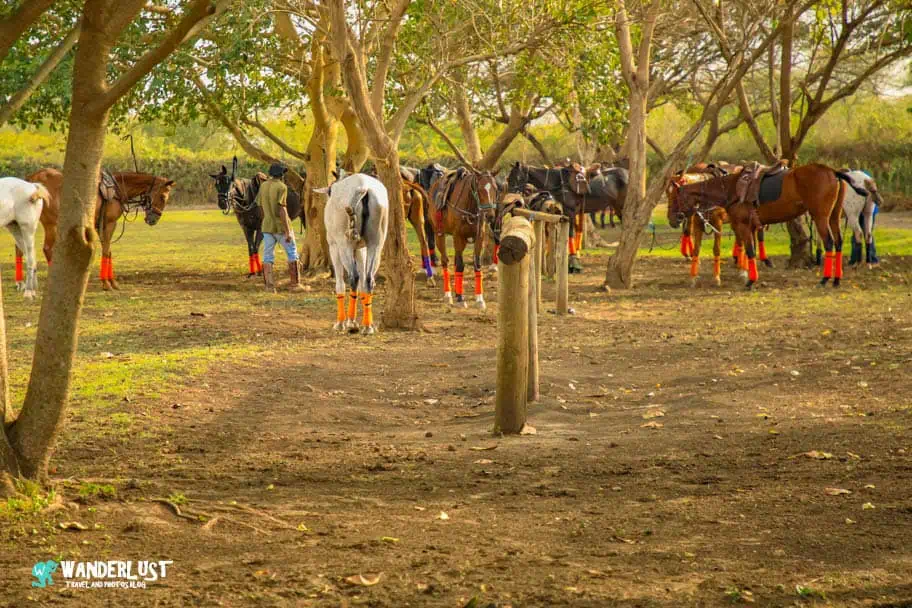 Nduruma Polo