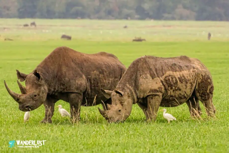 Ngorongoro Crater