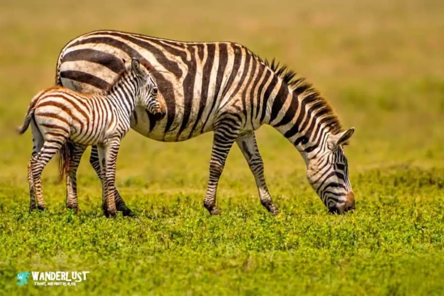 Ngorongoro Crater
