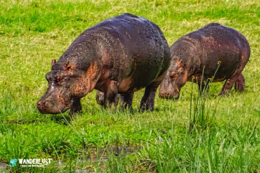 Ngorongoro Crater Safari