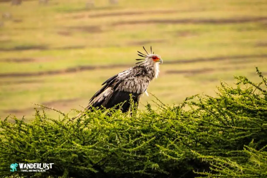 Ngorongoro Crater Safari