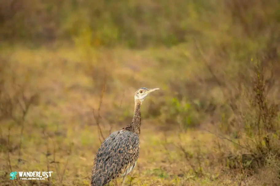 Serengeti National Park Safari
