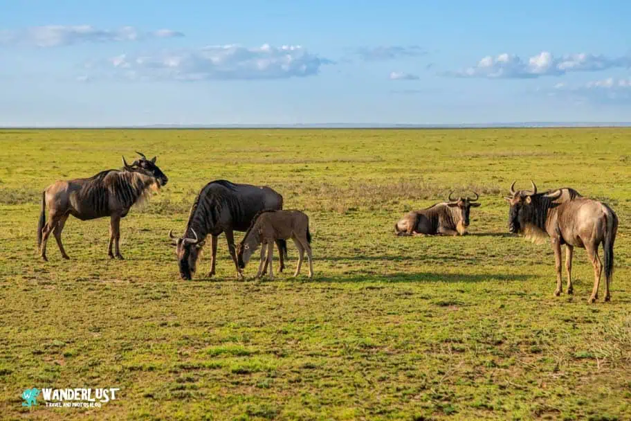 Serengeti National Park Safari