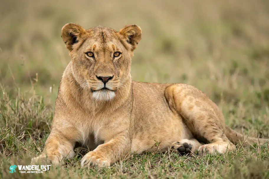Serengeti National Park Safari