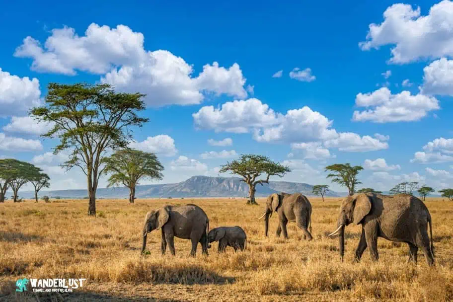 Serengeti National Park Serengeti National Park