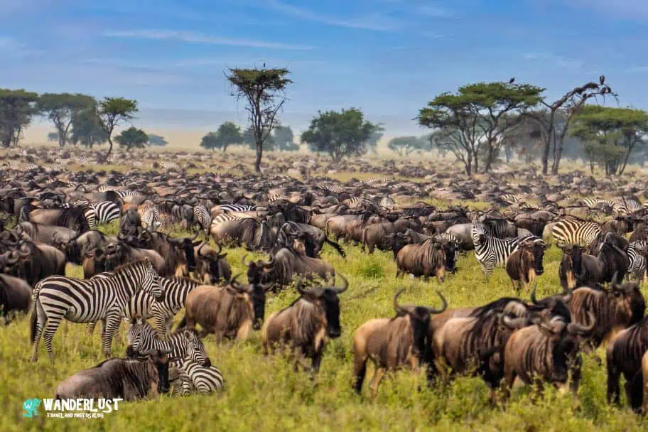 The Ultimate Serengeti National Park Safari Guide