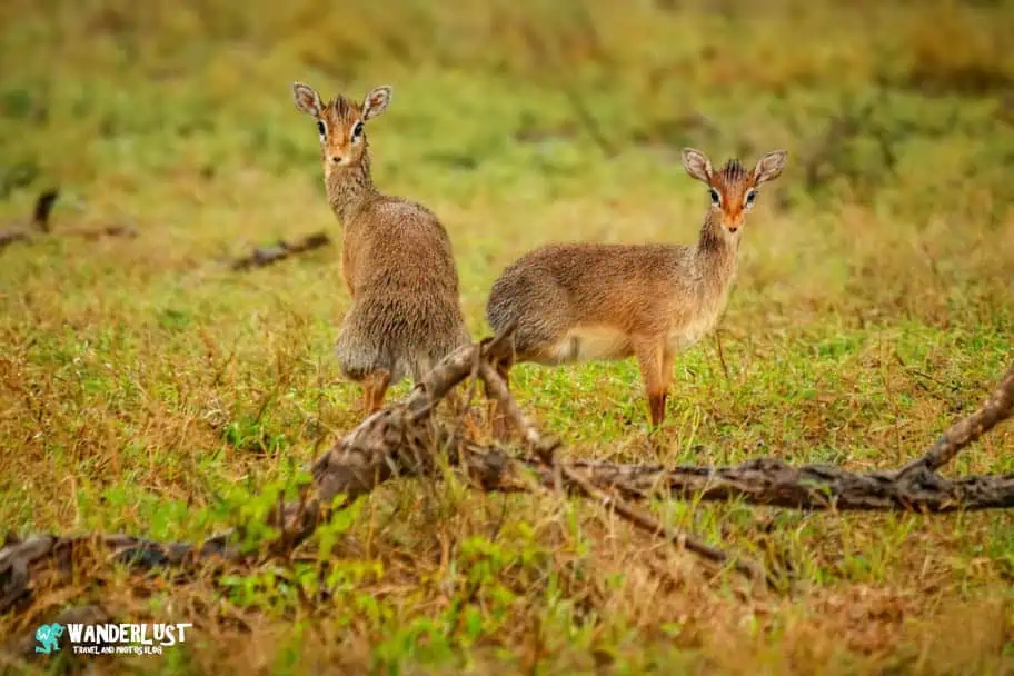 Serengeti National Park Serengeti National Park