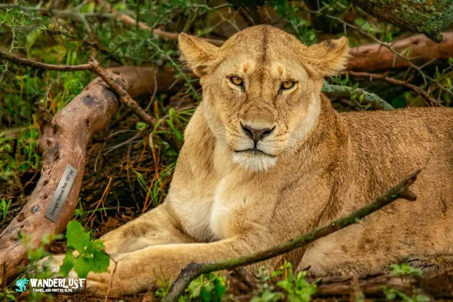 Serengeti National Park Safari