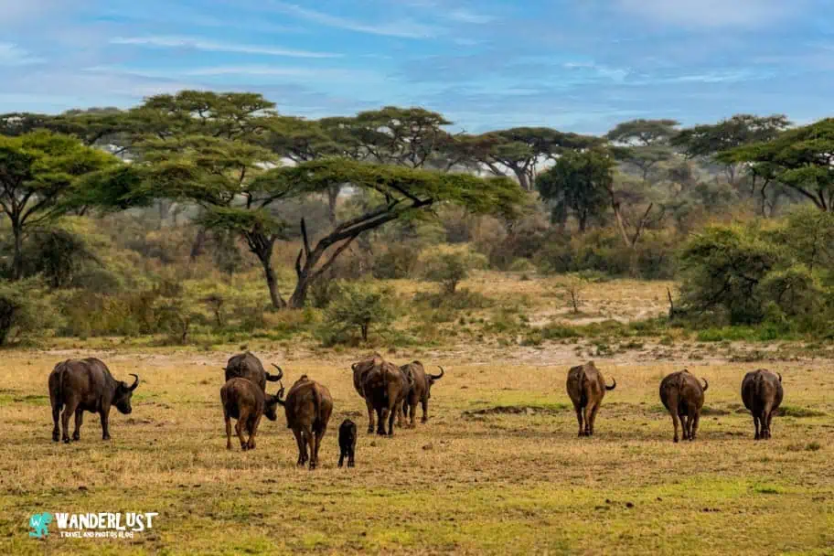 Serengeti National Park Safari