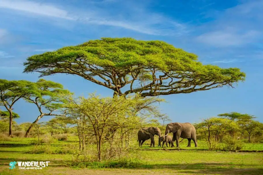 Serengeti National Park Safari