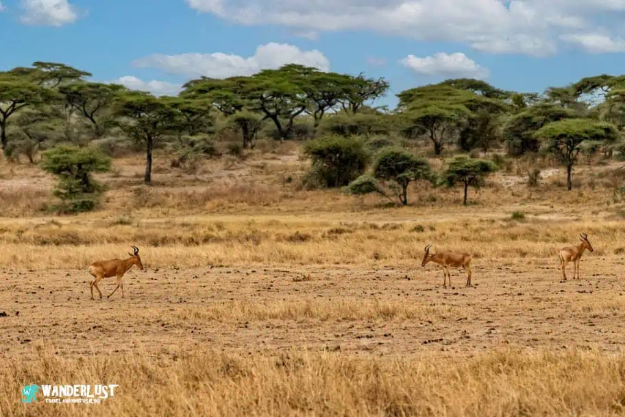 Serengeti National Park Safari