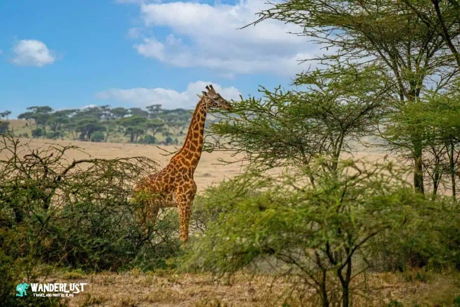 Serengeti National Park Safari
