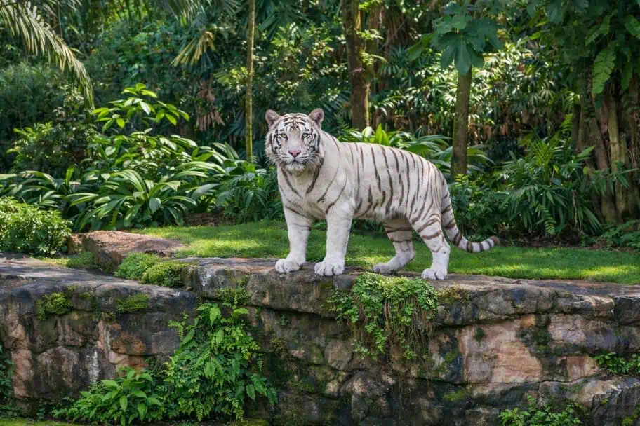 Things to Do in Singapore - Singapore Zoo
