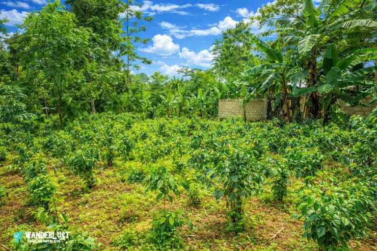 How to Take an Incredible Kahawa Coffee Tour in Tanzania