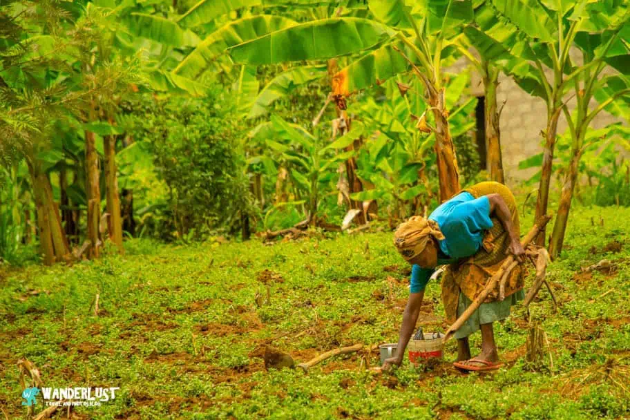 Kahawa Coffee Tour in Tanzania