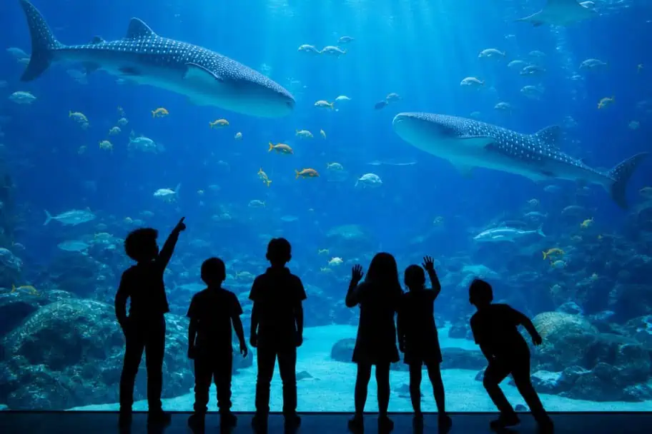 Singapore travel guide - Singapore Aquarium