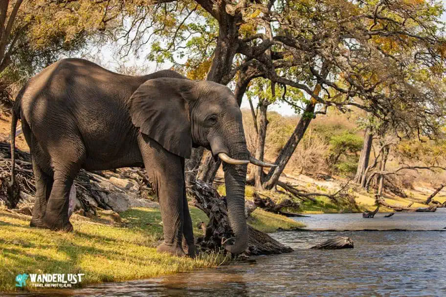 Read Your Subject’s Body Language Shoot The Best Wildlife Photos - Botswana Elephant