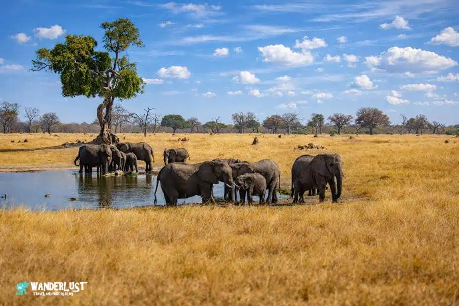 Hwange National Park, Zimbabwe must‑see world national park - Hwange National Park, Zimbabwe