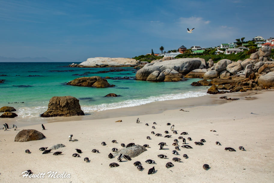 Top Travel Photos of 2022 - Boulder Beach Penguins South Africa