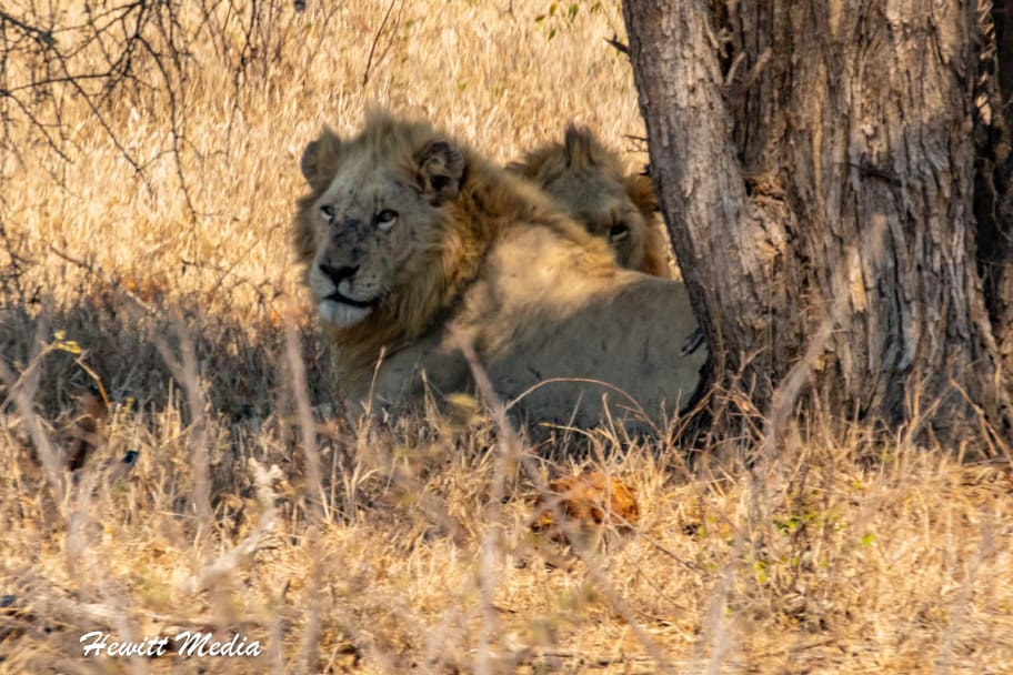 Top Travel Photos of 2022 - Lion Kruger National Park South Africa