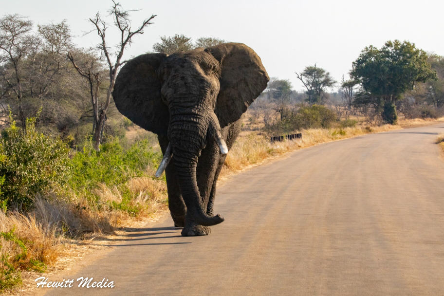 Top Travel Photos of 2022 - Elephant Kruger National Park South Africa