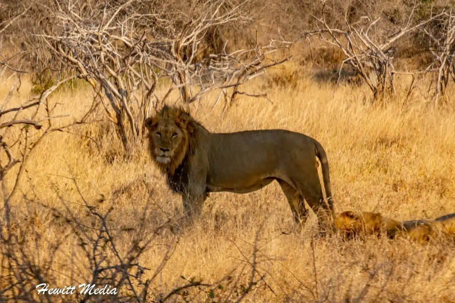 Top Travel Photos of 2022 - Lion South Africa