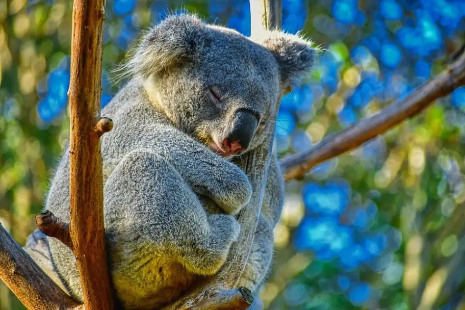 Australia Zoo Koala