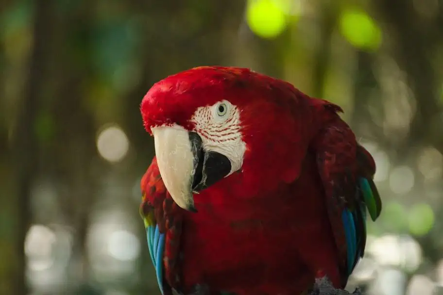 Garden Route Adventure Guide