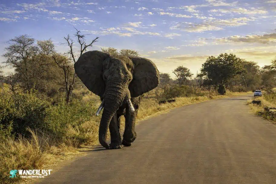 National Parks in the World - Kruger National Park, South Africa