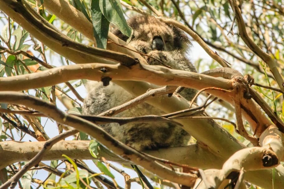 Things to See When Visiting Australia - Lone Pine Koala Sanctuary