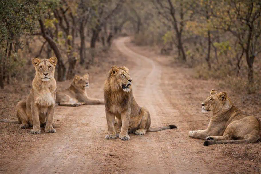 National Parks in the World - Gir National Park, India