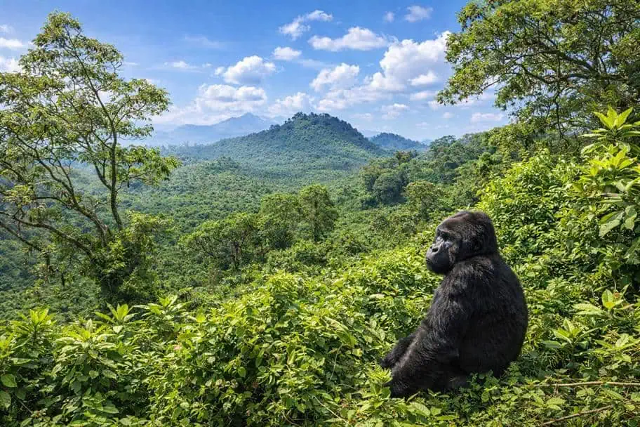 National Parks in the World - Volcanoes National Park, Rwanda